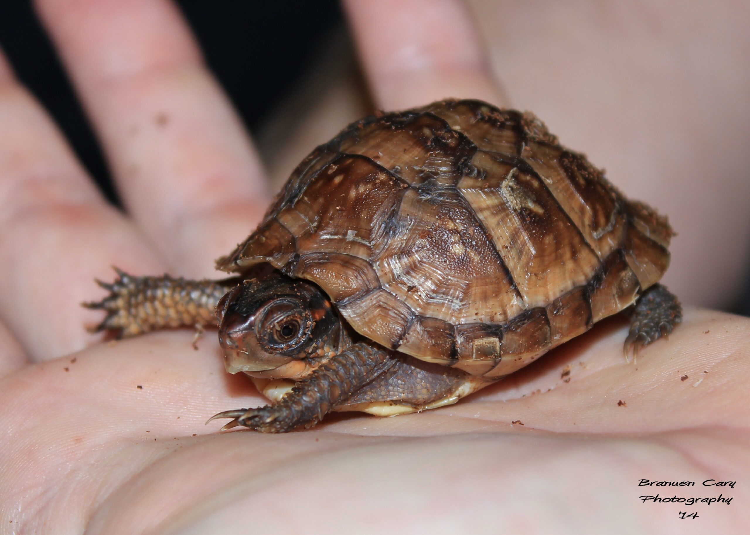 IMG_4921_2 - LearnAboutCritters.org