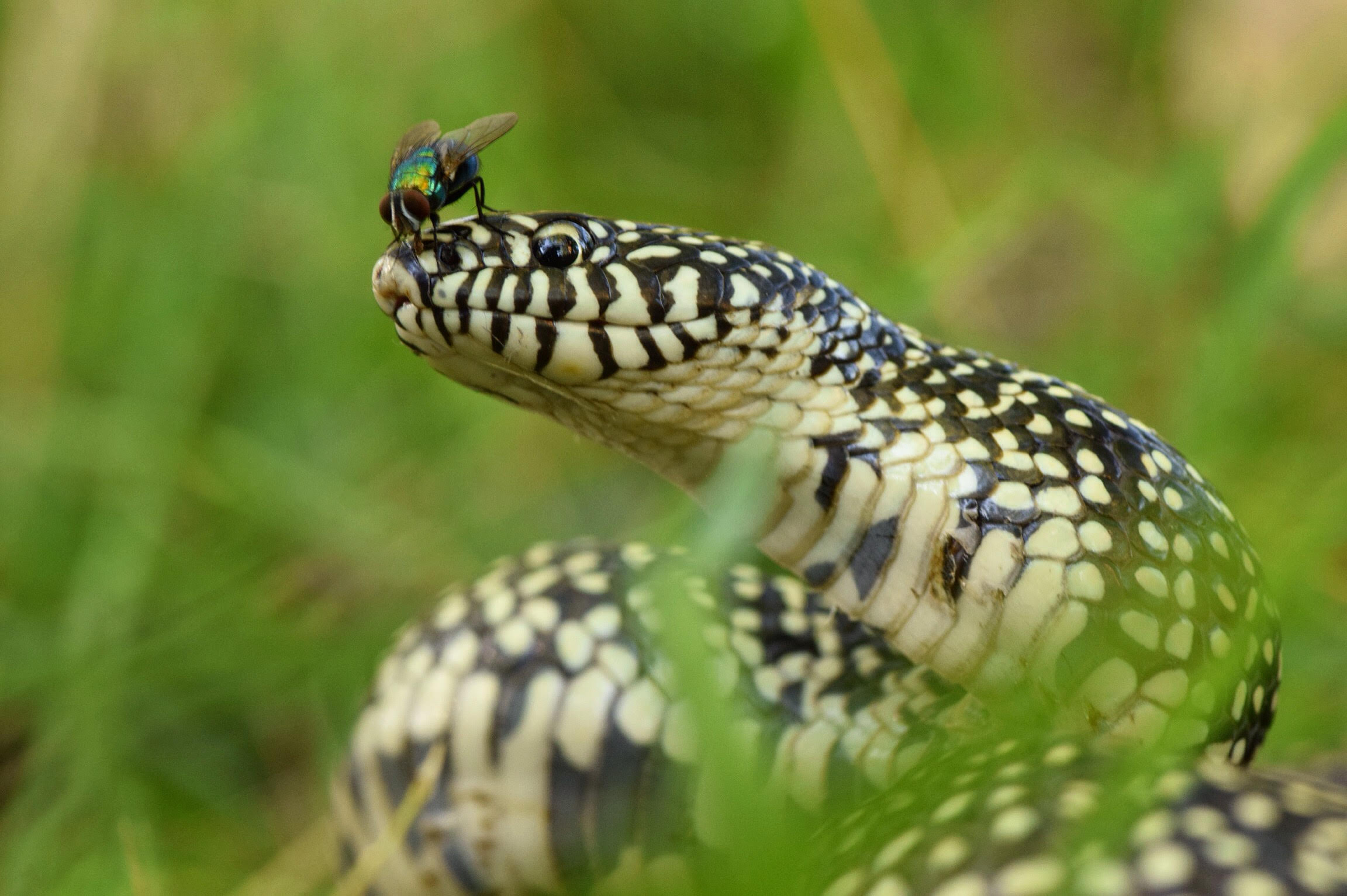 Speckled Kingsnake photo by Justin Sokol