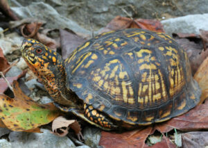 Eastern Box Turtle photo by Tim Spuckler