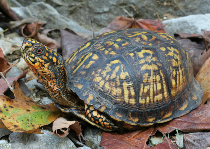 Eastern Box Turtle photo by Tim Spuckler 