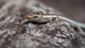 Eastern Three-lined Skink photo by Pepyn Thysse