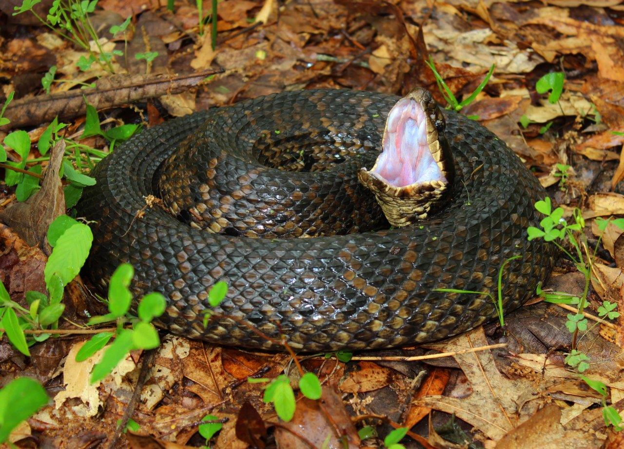 Northern Cottonmouth photo by Peter Paplanus