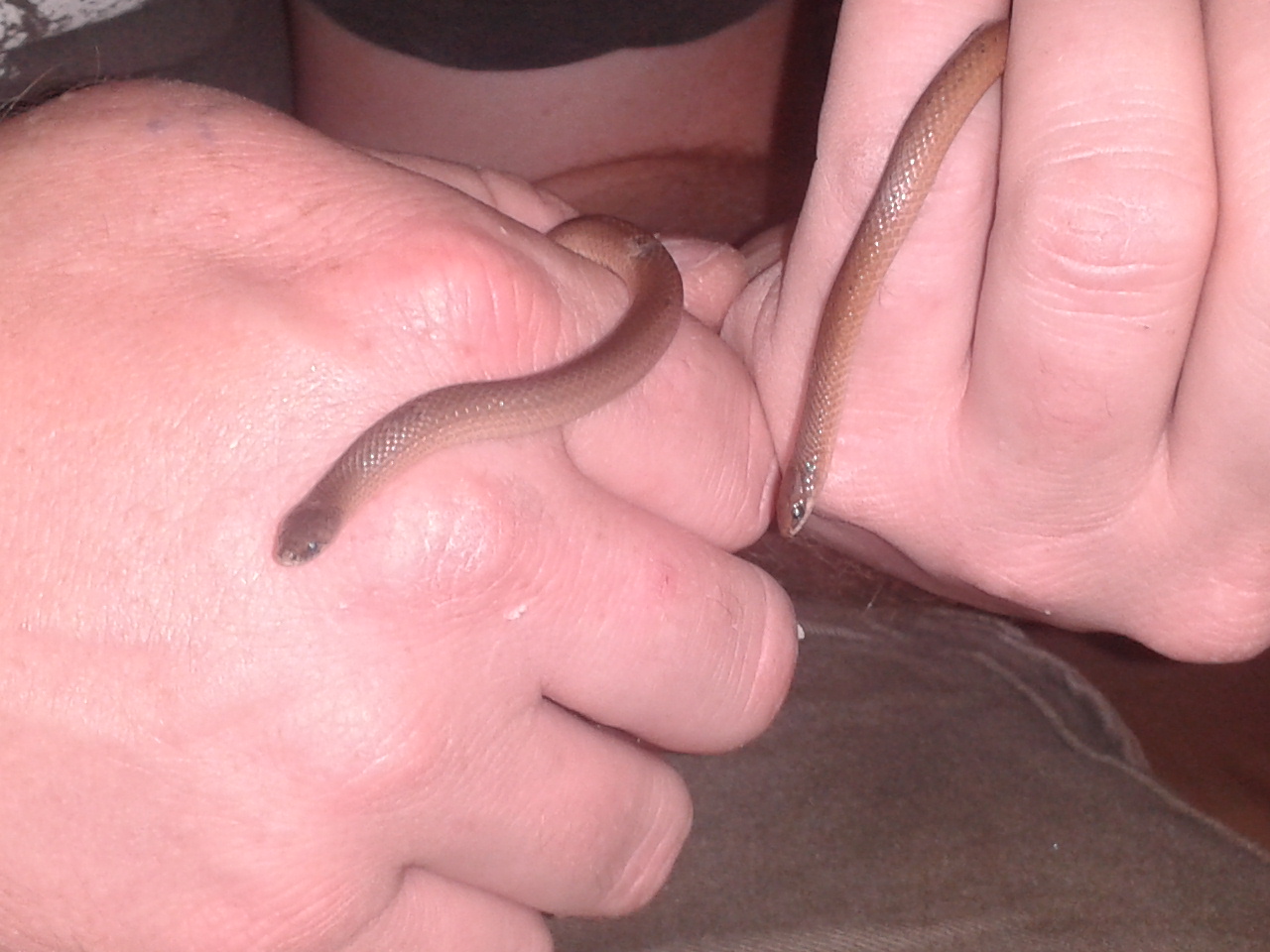 Nag and Nagaina, the two little Rough Earthsnakes that came home with us years ago and started it all...