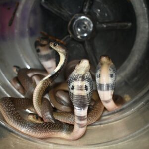 Indian Cobras photo by Gunjan Pancholi