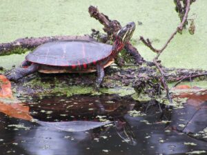 Midland Painted Turtle photo by Tim Spuckler