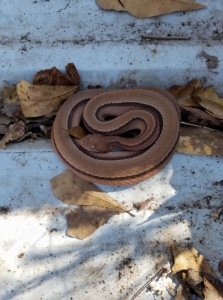 Aberrant Eastern Copperhead photo by Armin Meier