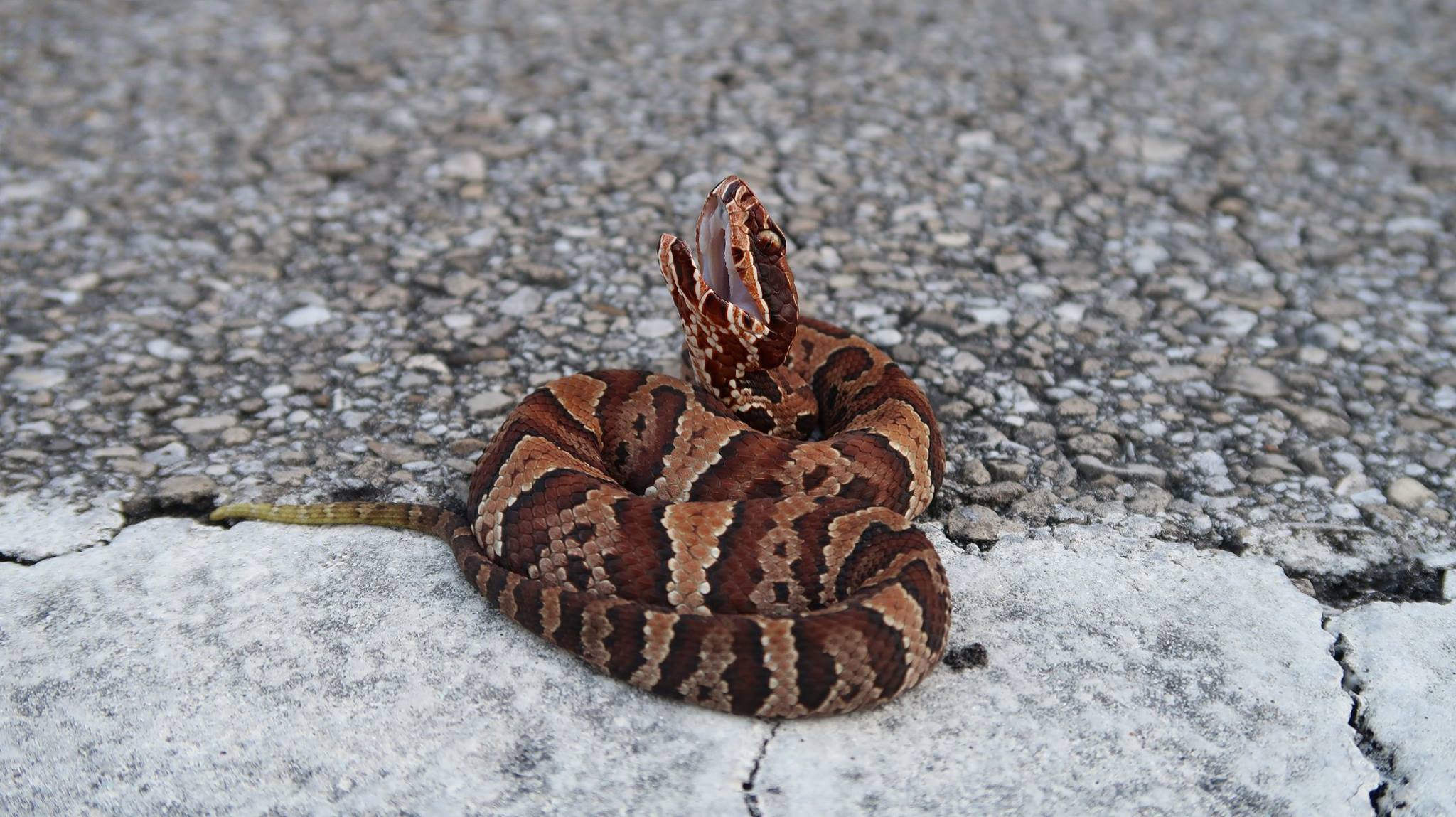 Northern Cottonmouth photo by Luke Smith