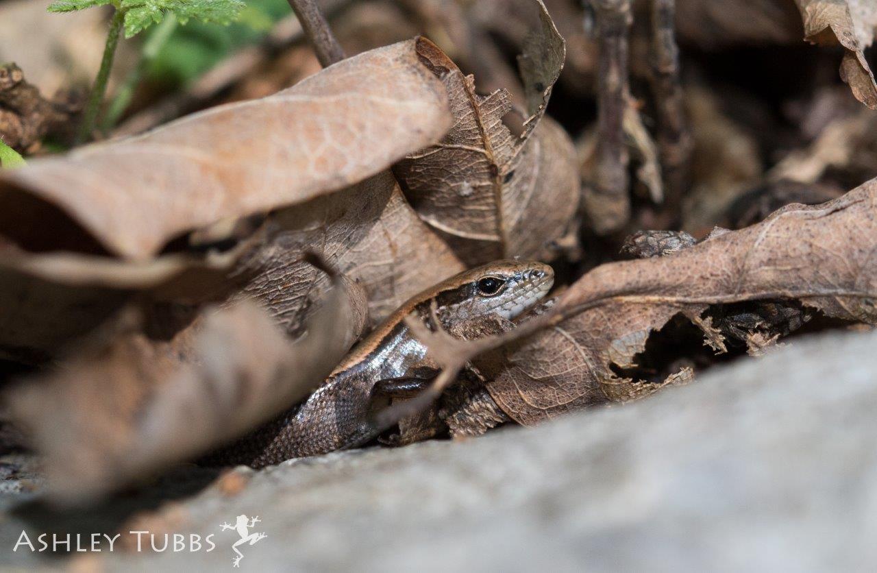 Little Brown Skink photo by Ashley Tubbs
