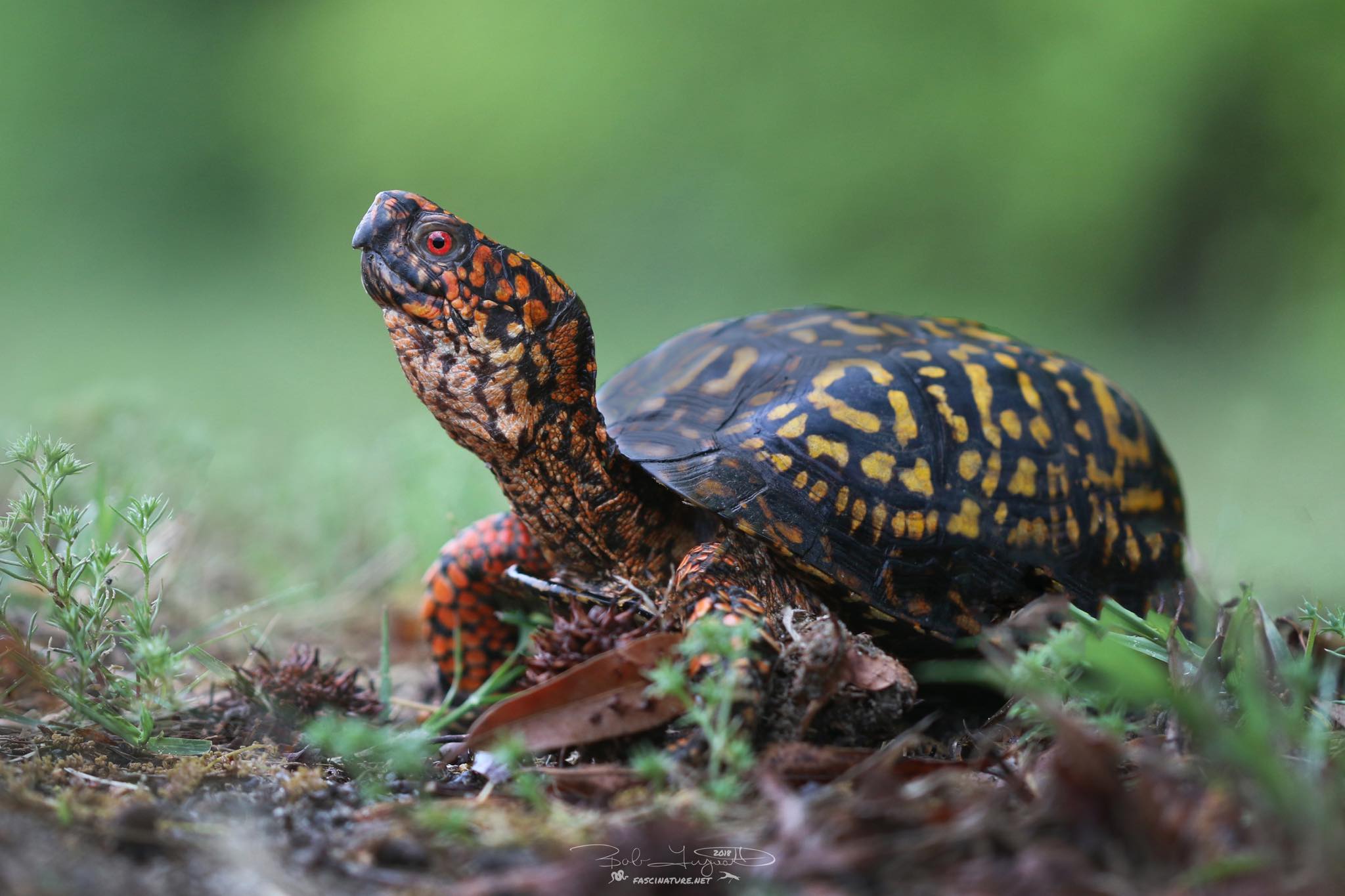 Eastern Box Turtle photo by Bob Ferguson