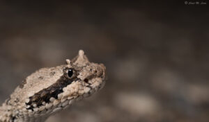 Mojave Desert Sidewinder photo by Chad M. Lane