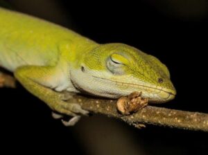 Green Anole photo by Eddie Ledbetter