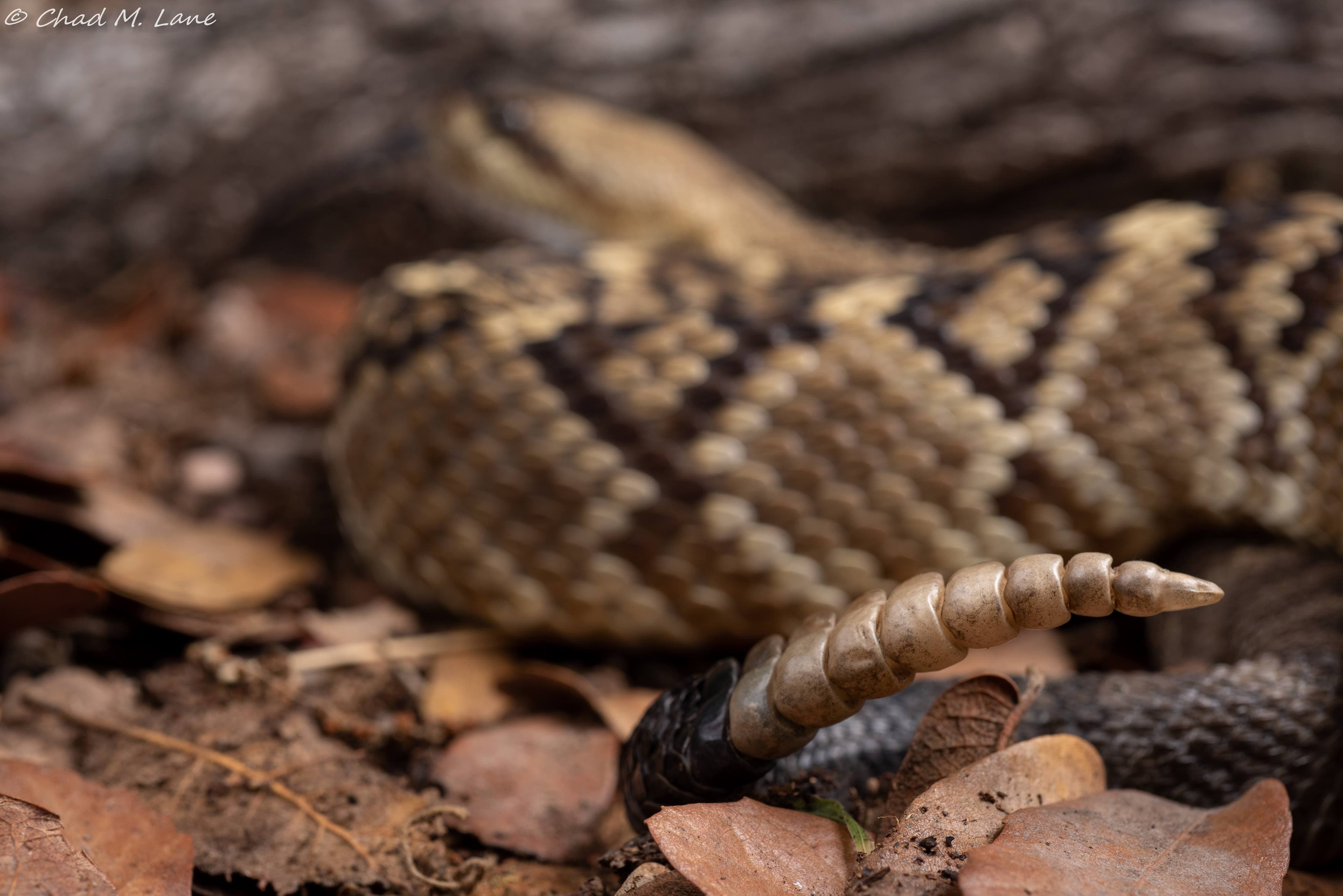 Western Diamond-backed Rattlesnake photo by Chad M. Lane