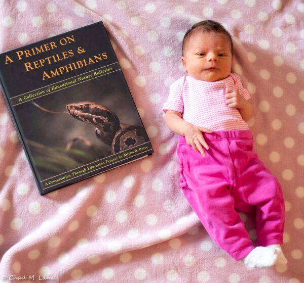 A Primer on Reptiles & Amphibians - Image 3