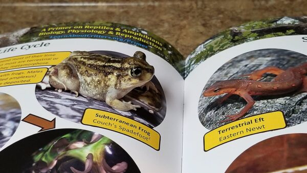 A Primer on Reptiles & Amphibians - Image 5