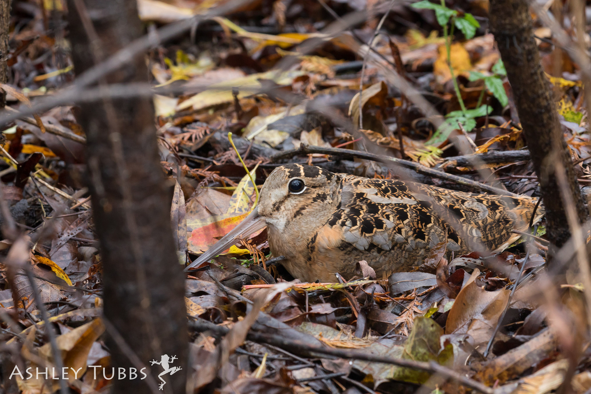 American Woodcock photo by Ashley Tubbs