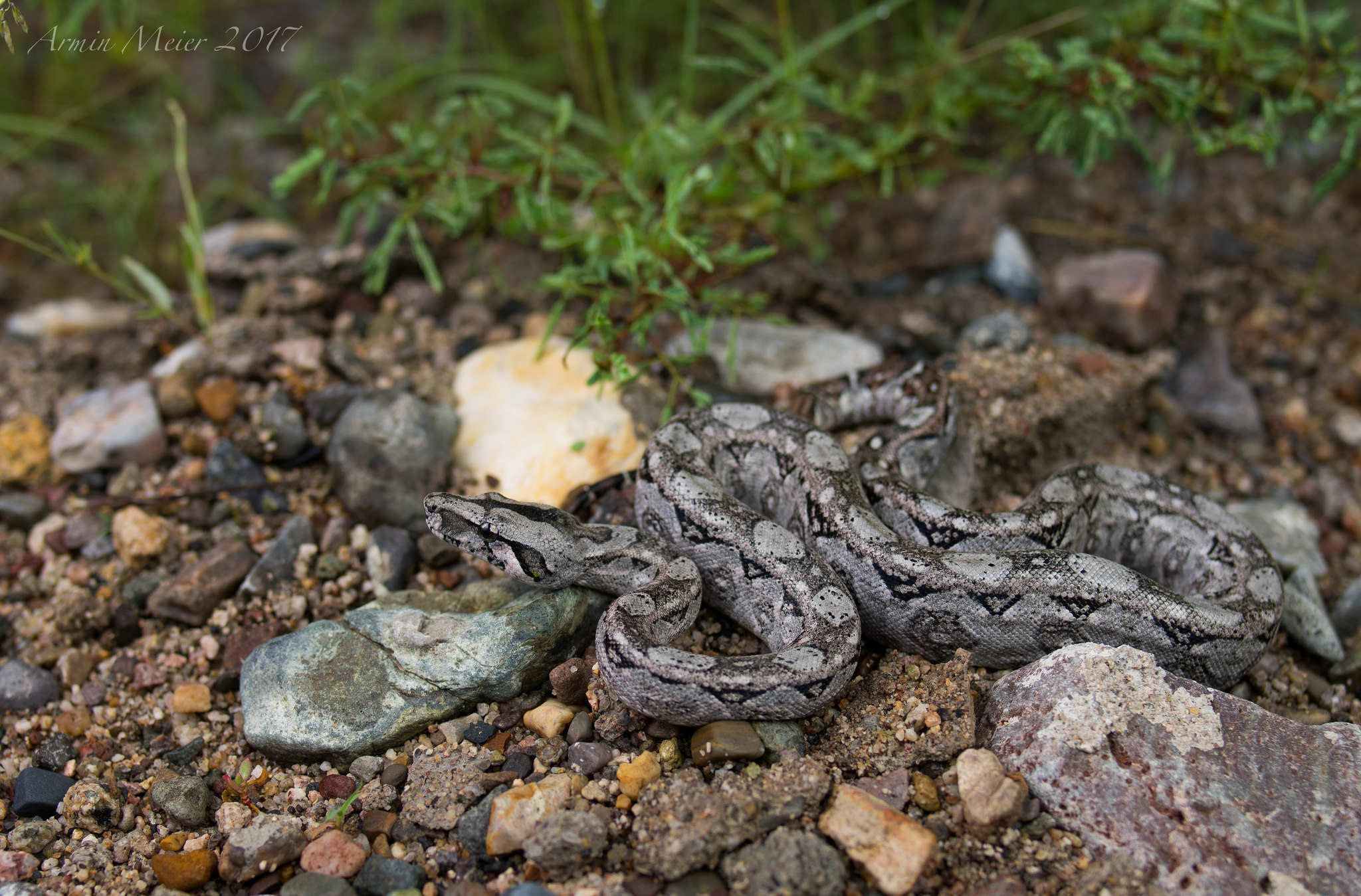 Boa Constrictor photo by Armin Meier