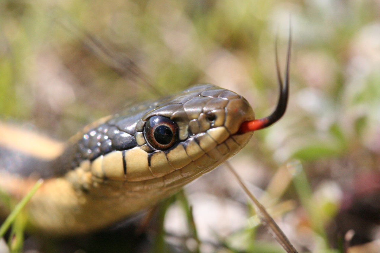 Coast Gartersnake photo by Ken-ichi Ueda