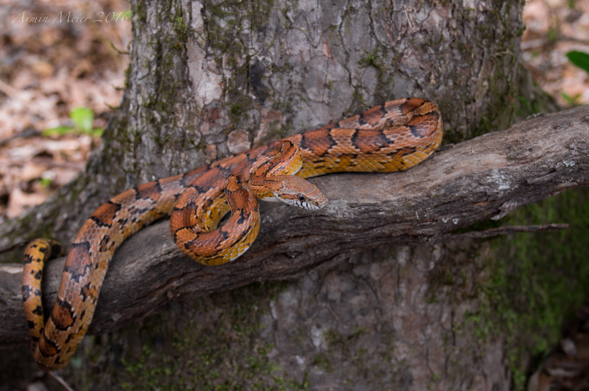 Cornsnake photo by Armin Meier