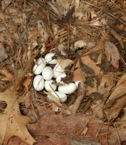 Buttermilk Racer eggs photo by Micha Petty