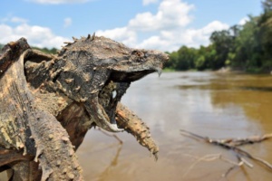 Alligator Snapping Turtle photo by Luke Pearson