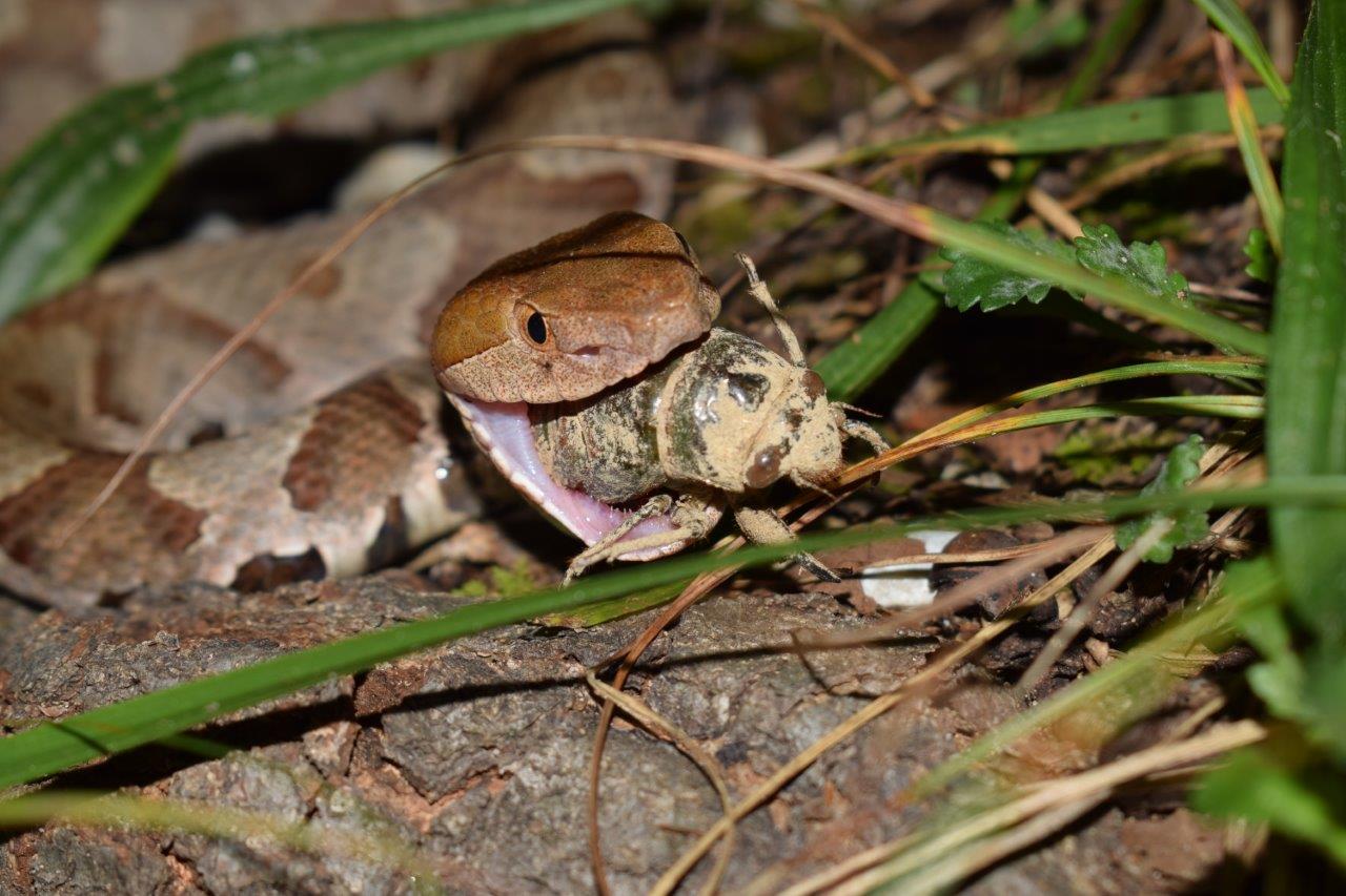 Eastern Copperhead photo by Capturing Contortrix