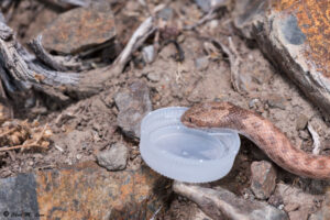 Desert Nightsnake photo by Chad M. Lane