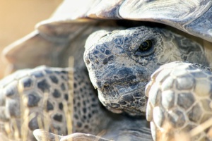 Desert Tortoise photo by Kameron Orr