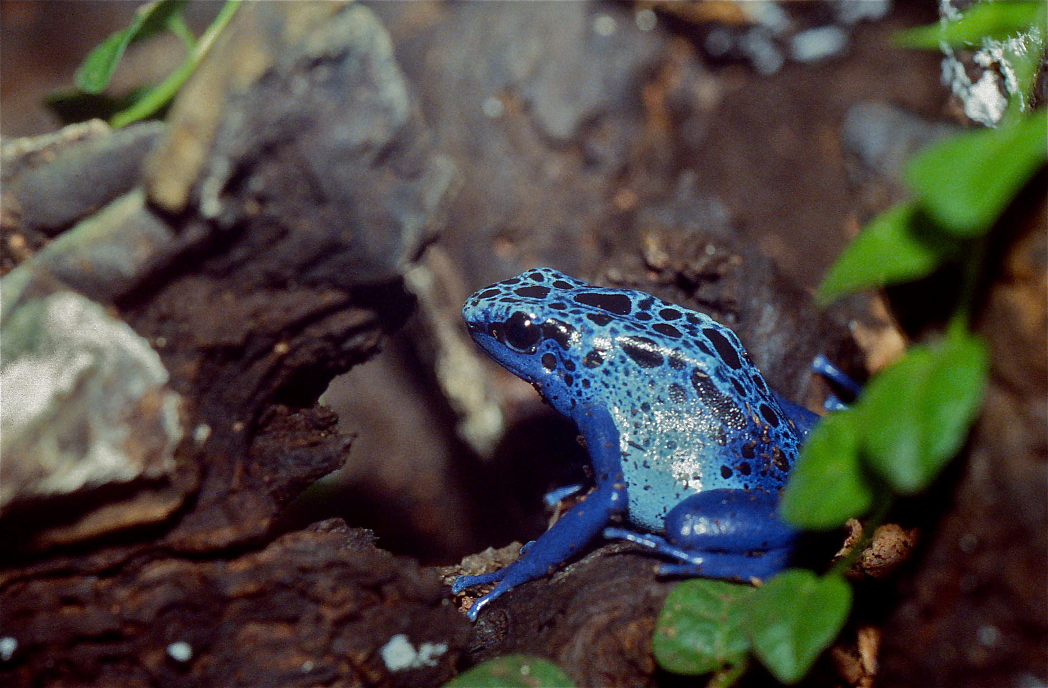 Dyeing Dart Frog photo by Bernard Dupont
