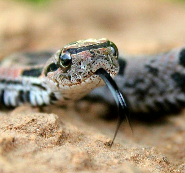 Eastern Hog-nosed Snake photo by Mike Tabb