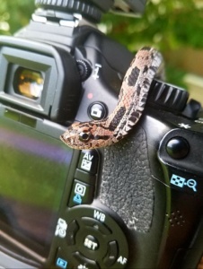 Eastern Hog-nosed Snake photo by Mike Tabb