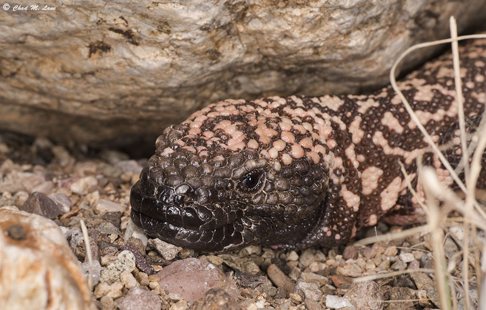 Gila Monster by Chad M. Lane