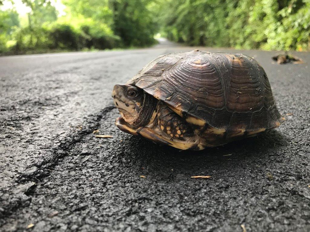 Eastern Box Turtle photo by Paul-Erik Bakland