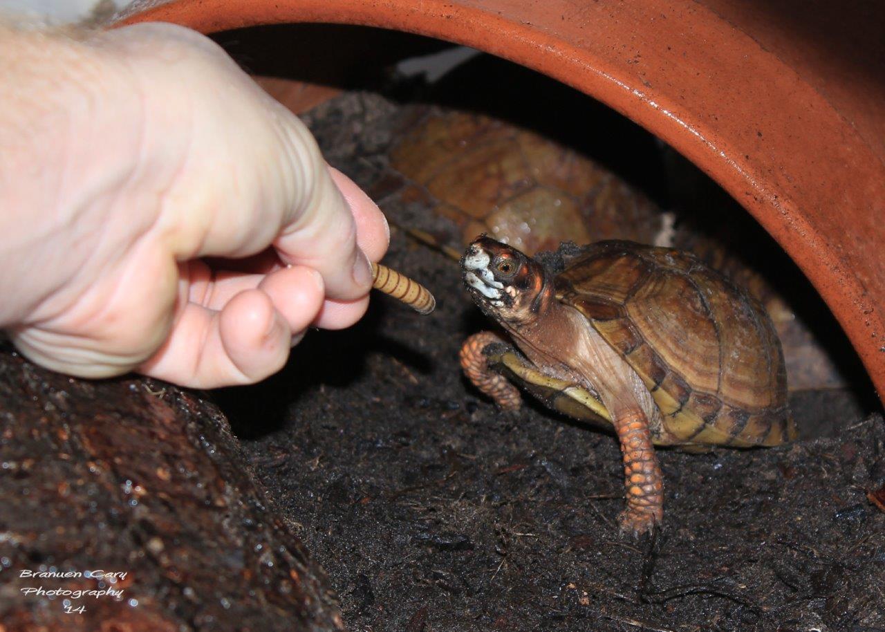 Three-toed Box Turtle photo by Branuen Cary