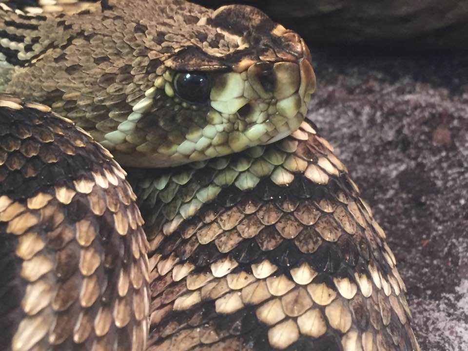 Eastern Diamond-backed Rattlesnake photo by Kim Bell Mross