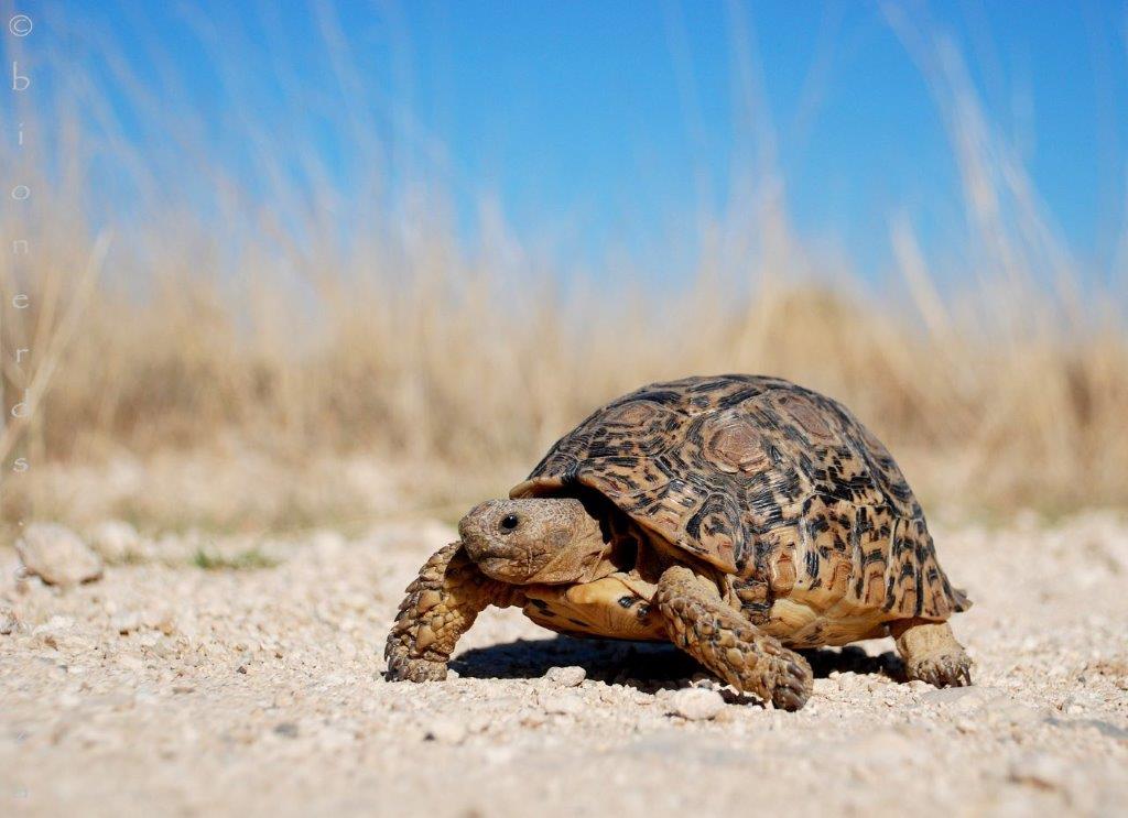 Leopard Tortoise photo by Bionerds