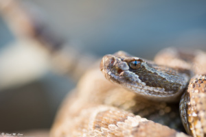 Northern Pacific Rattlesnake photo by Chad M. Lane