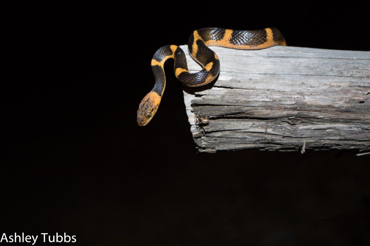 Northern Cat-eyed Snake photo by Ashley Tubbs
