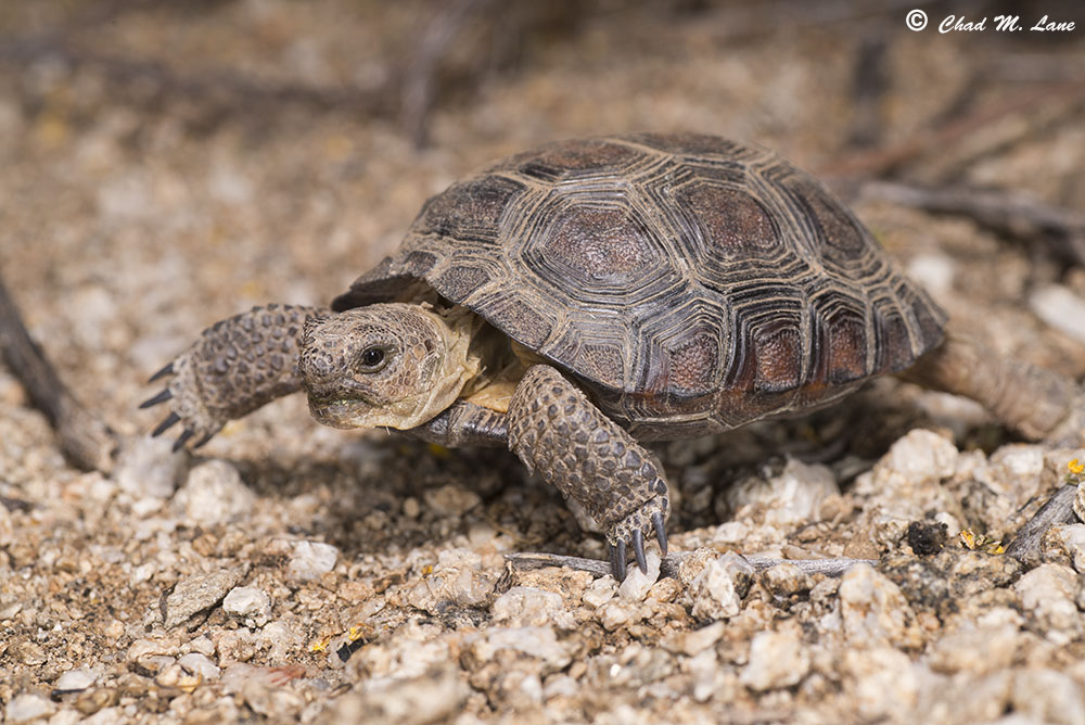 Sonoran Desert Tortoise photo by Chad M. Lane