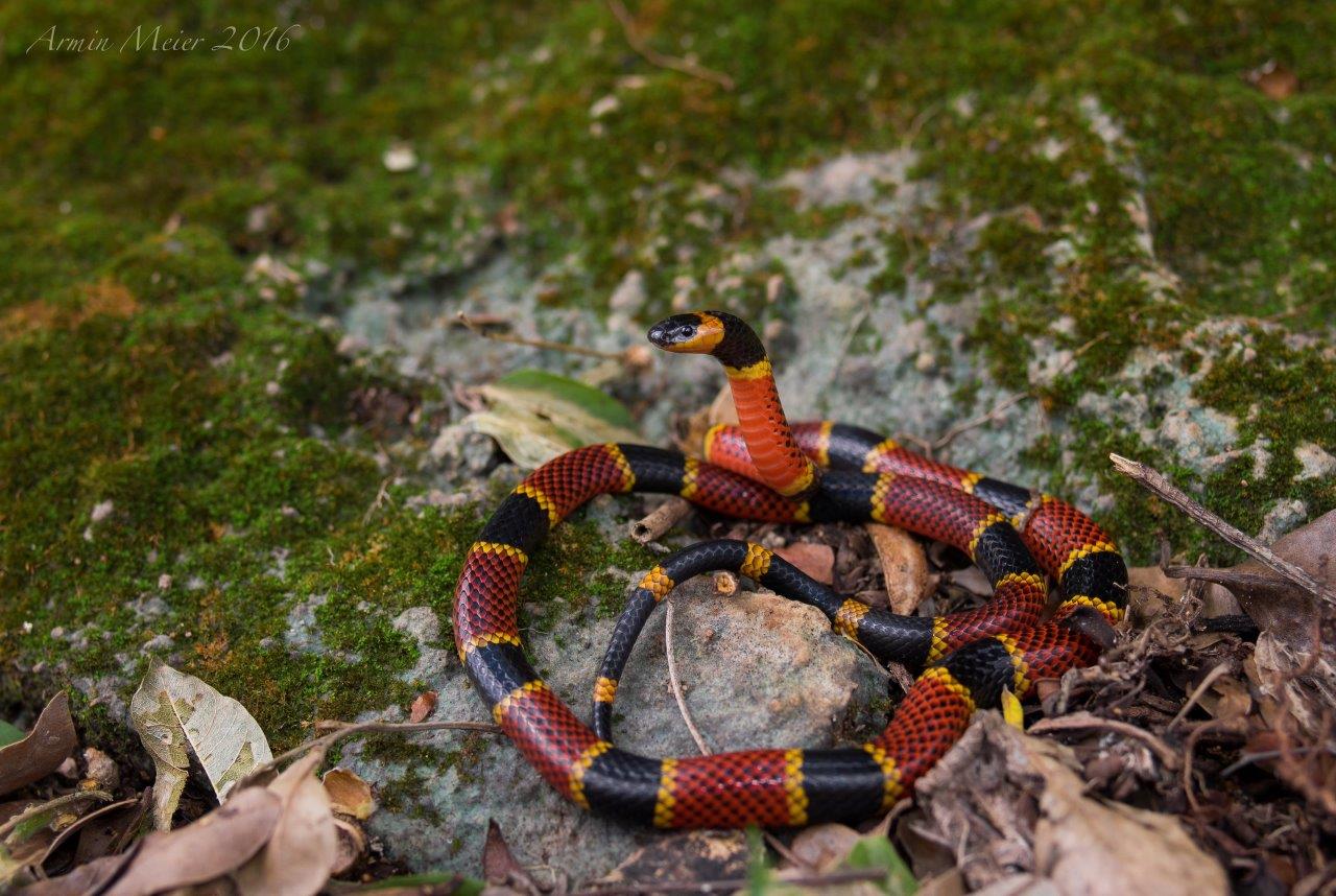 Variable Coralsnake photo by Armin Meier