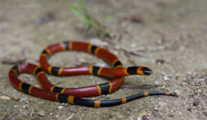 Variable Coralsnake photo by Armin Meier
