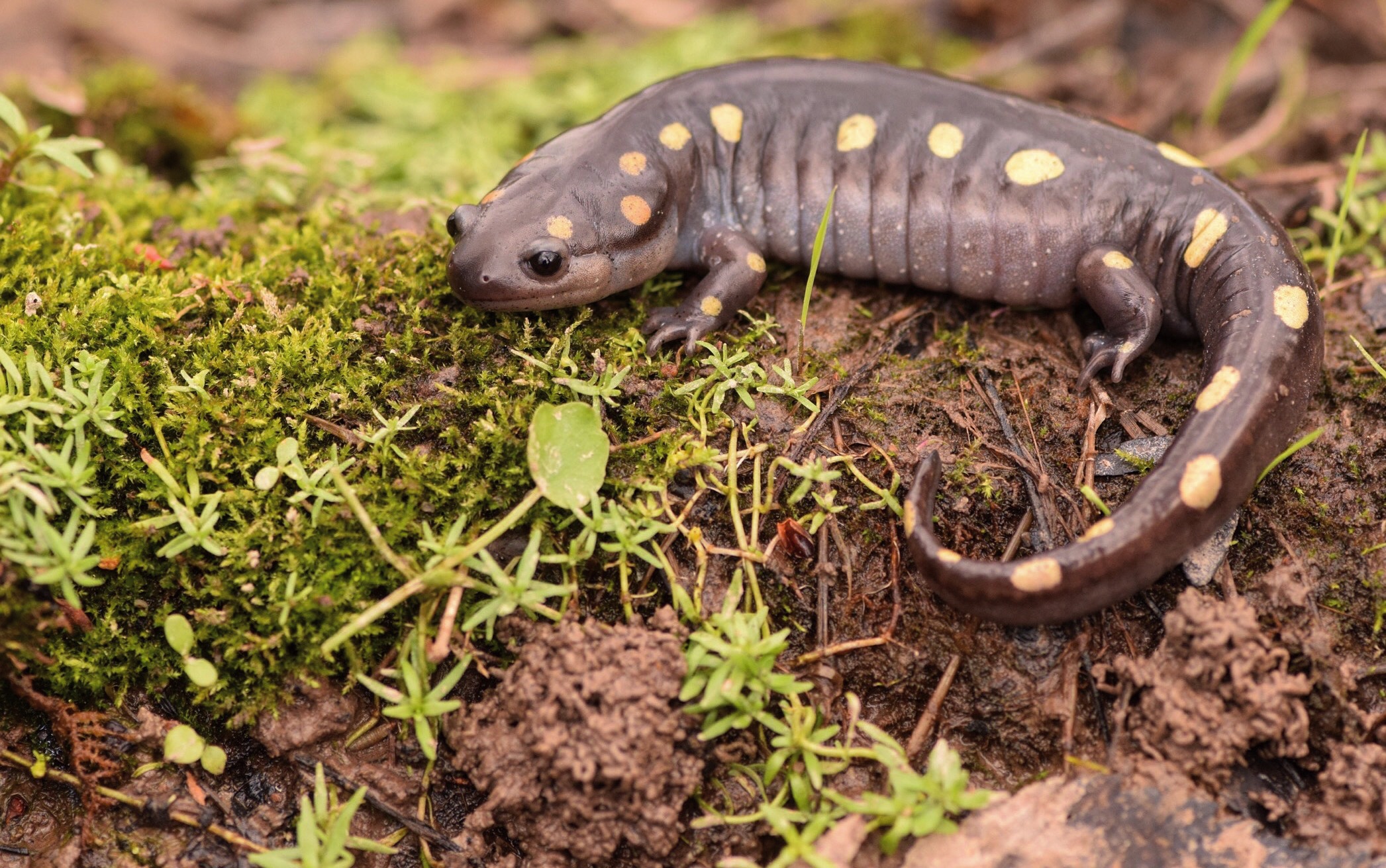 Spotted Salamander photo by Justin Sokol