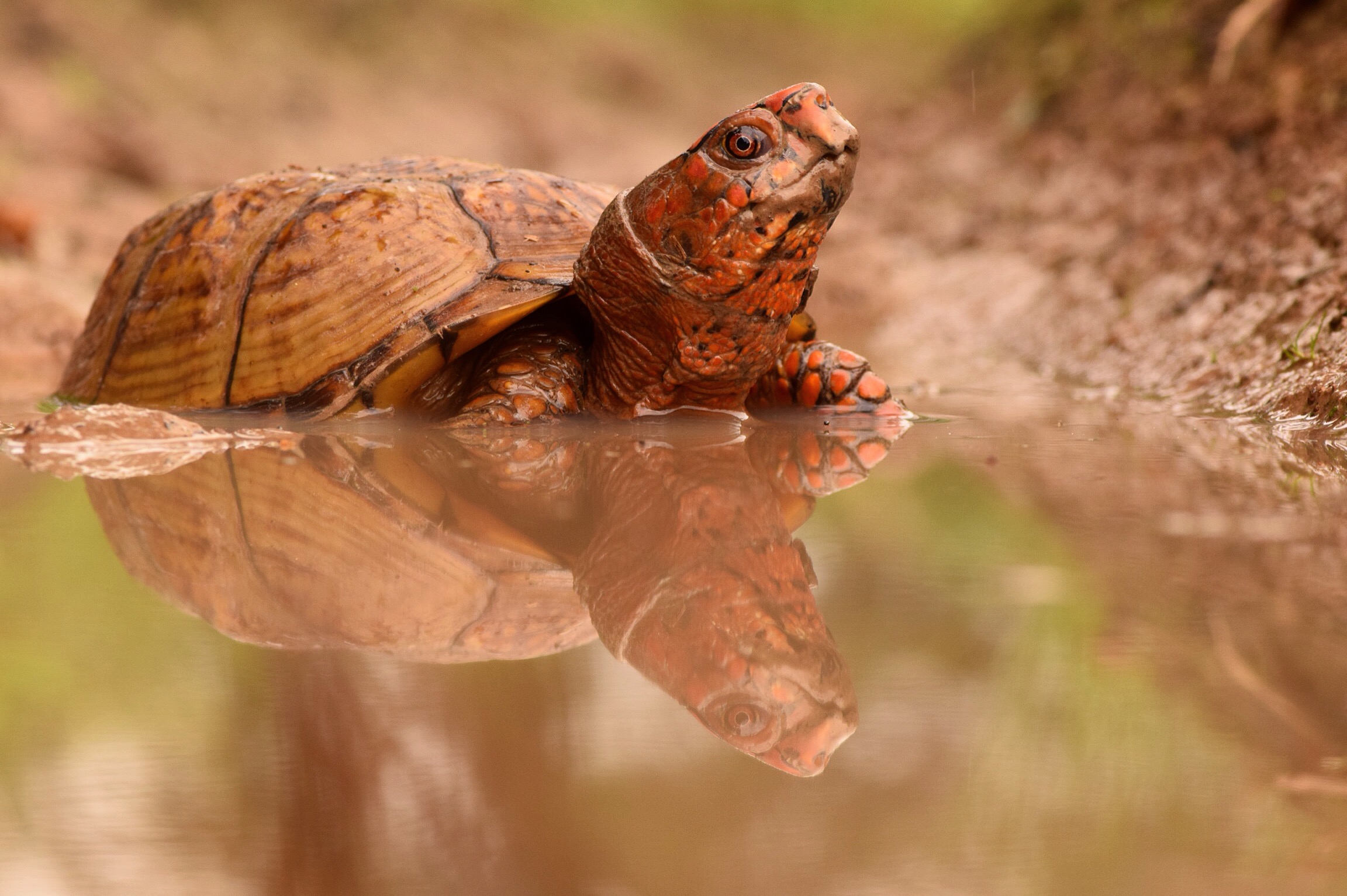 Three-toed Box Turtle photo by Justin Sokol