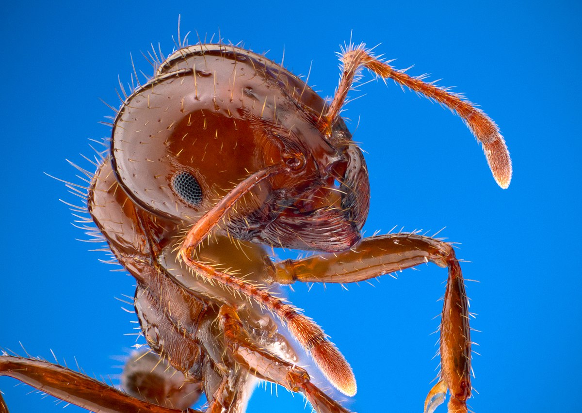 Red Invasive Fire Ant photo by Alexander Wild CC0