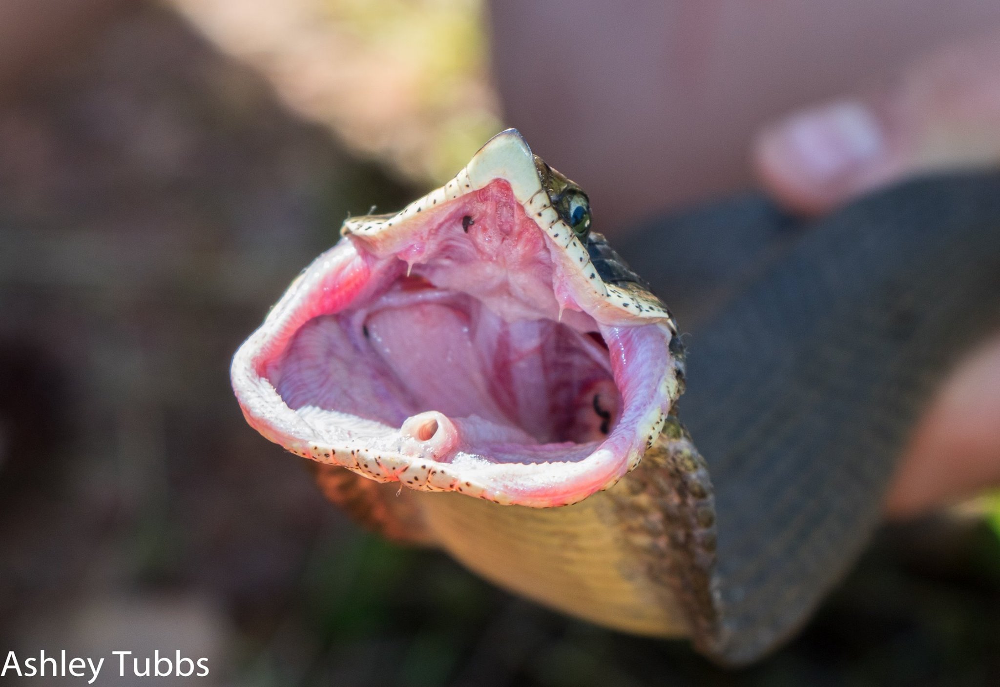 Eastern Hog-nosed Snake photo by Ashley Tubbs