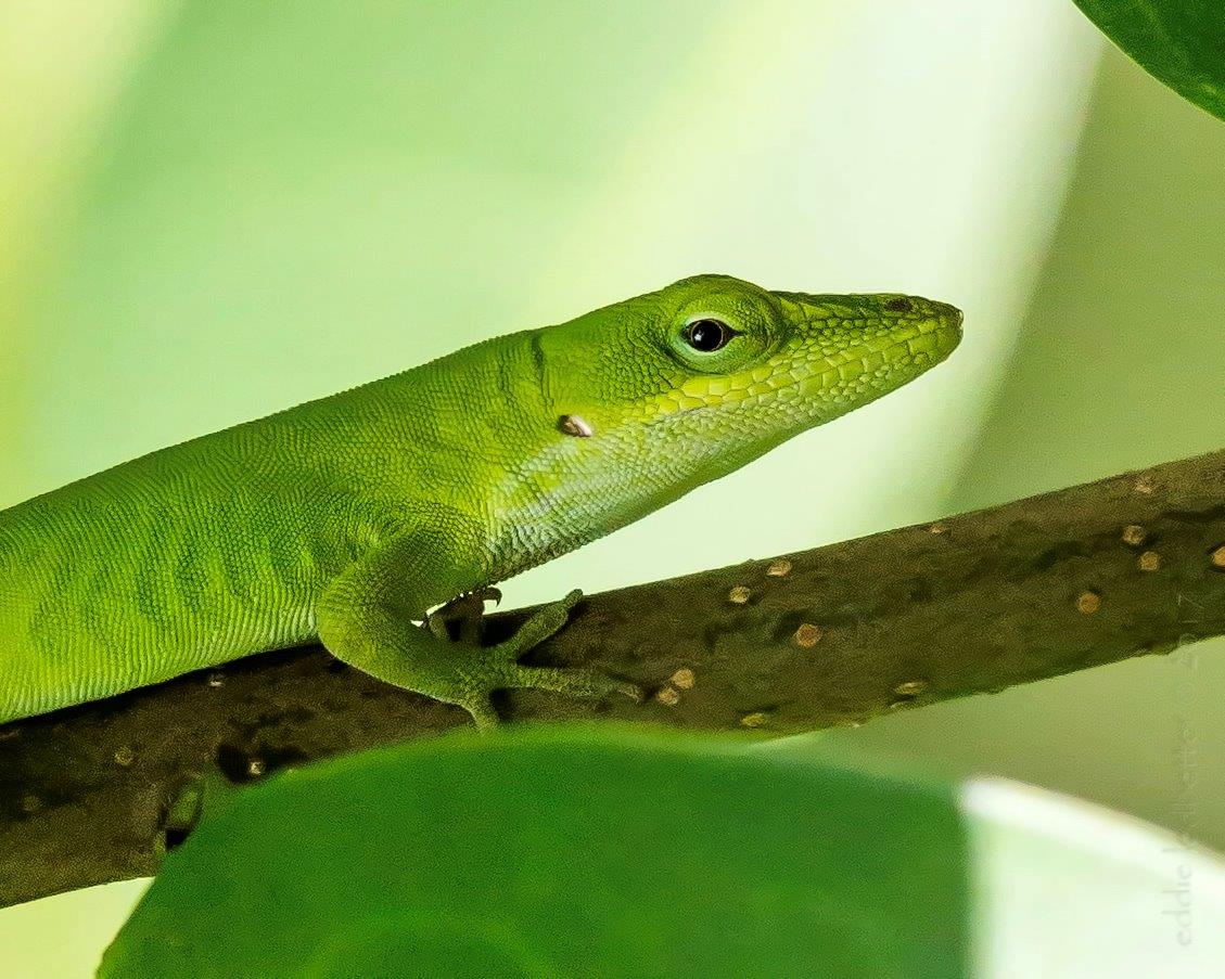 Green Anole photo by Eddie Ledbetter