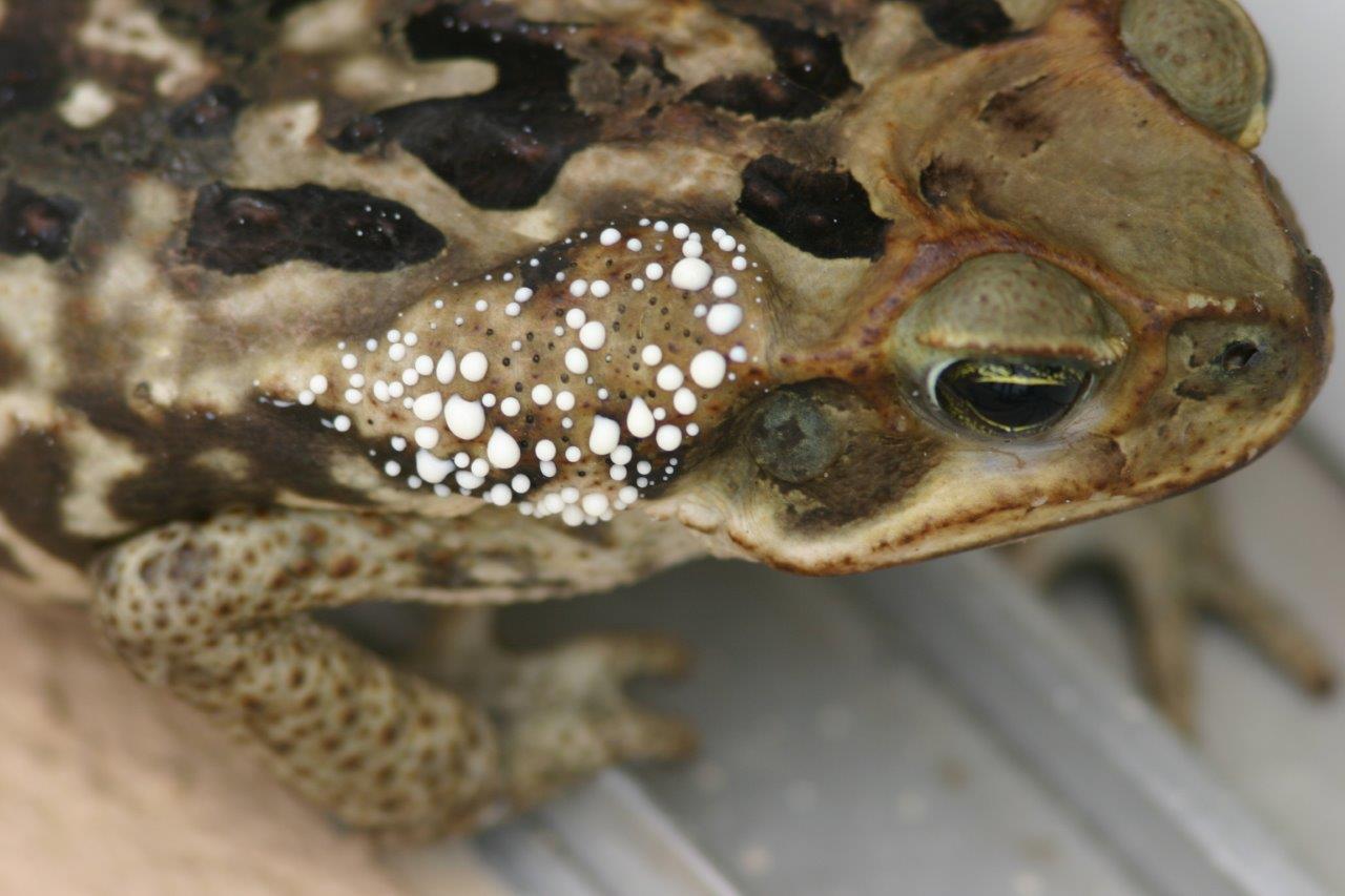 Cane Toad exuding bufotoxin photo by Kenneth Cole Schneider