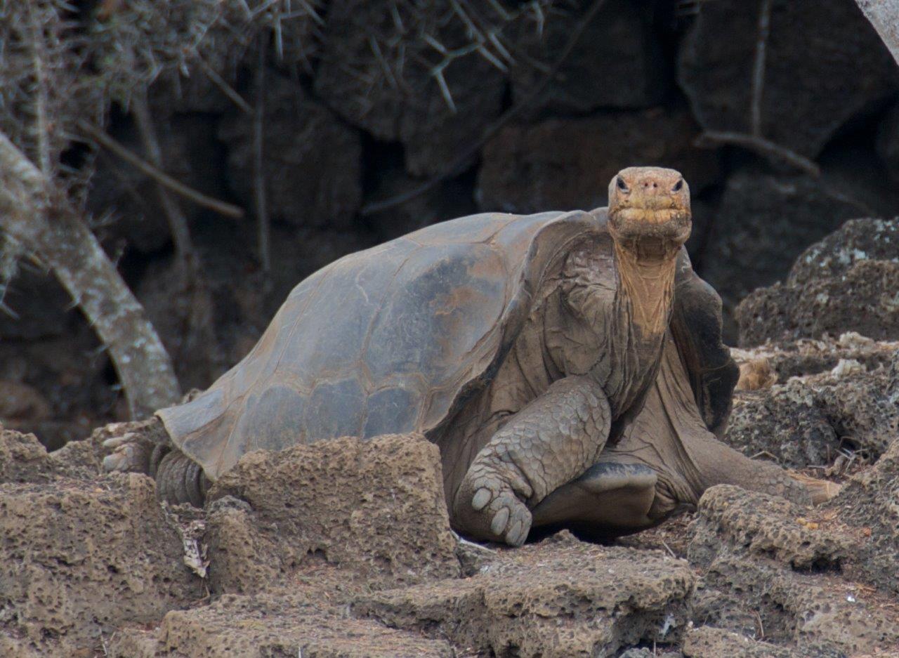 Lonesome George photo by Alan CC BY 2.0