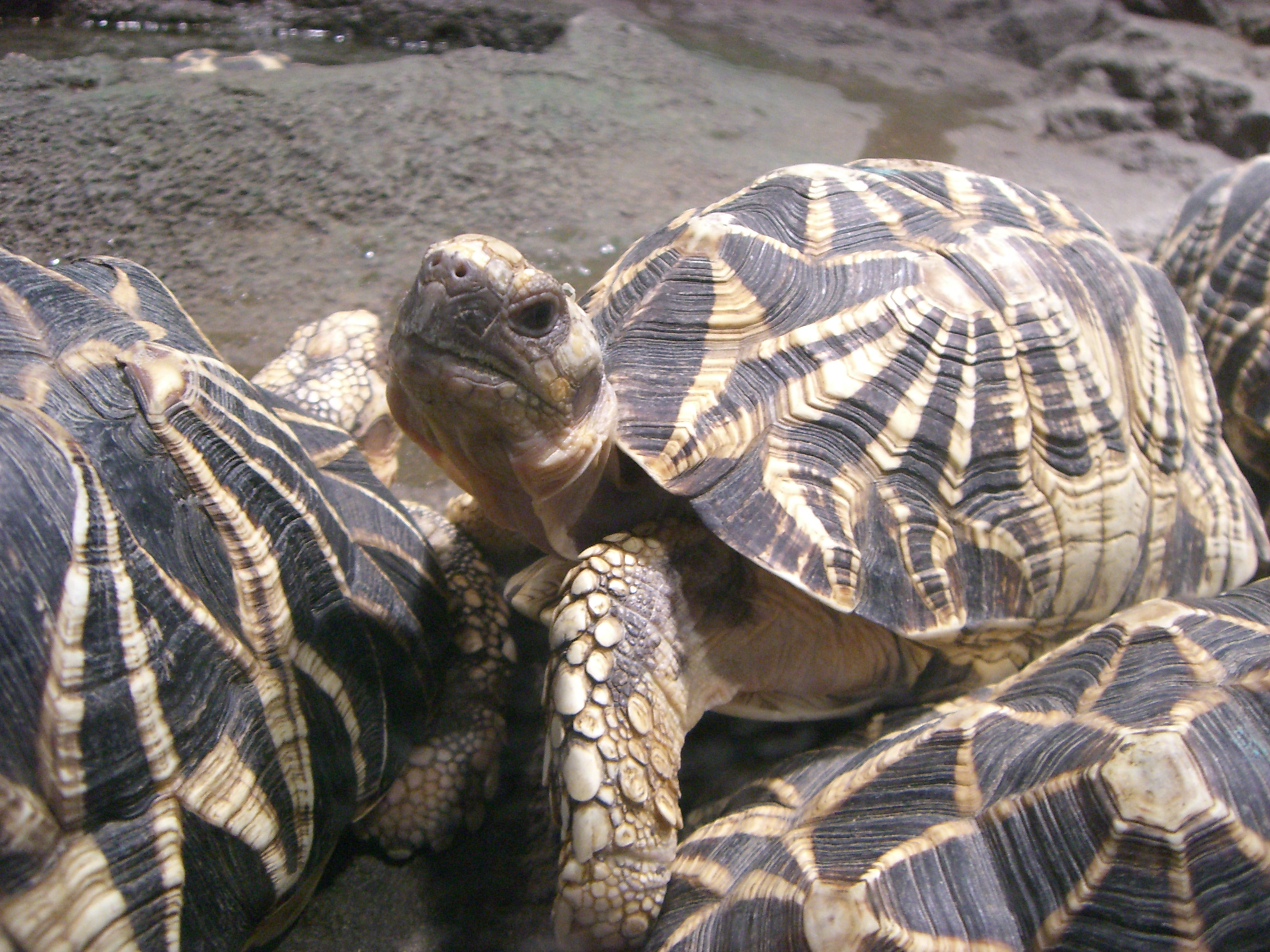 Burmese Star Tortoise photo by ゆうき315 CC BY-SA 3.0