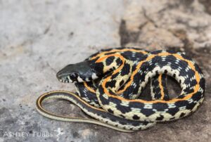 Black-necked Gartersnake photo by Ashley Tubbs