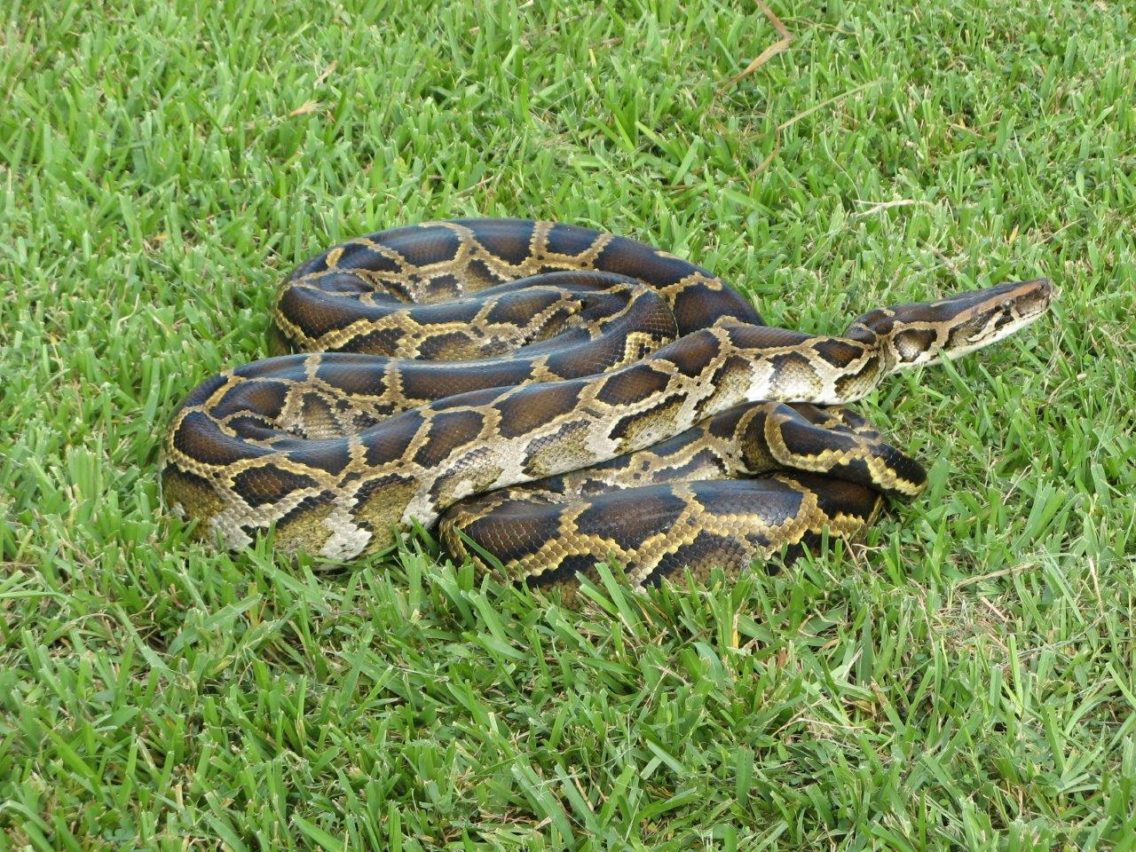 Burmese Python photo by Susan Jewell, USFWS CC0